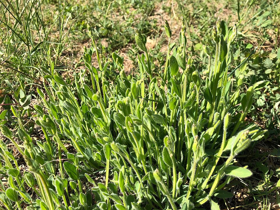 Pijlbrem plant met pijlvormige bladeren en gele bloemen op kalkrijke grond.