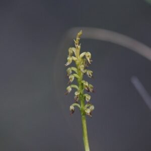Genoplesium nigricans orchidee met kleine zwarte bloemen en groene bladeren.