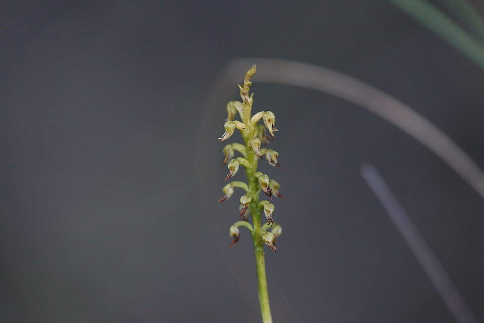 Genoplesium nigricans orchidee met kleine zwarte bloemen en groene bladeren.