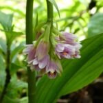 Geodorum densiflorum orchidee met paarse bloemen en groene bladeren.