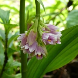 Geodorum densiflorum orchidee met paarse bloemen en groene bladeren.