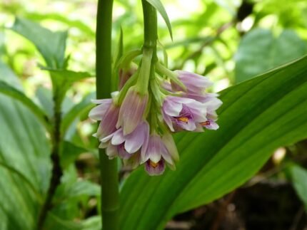 Geodorum densiflorum orchidee met paarse bloemen en groene bladeren.