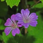 Geranium nodosum paarse bloemen en groene bladeren op houten achtergrond.