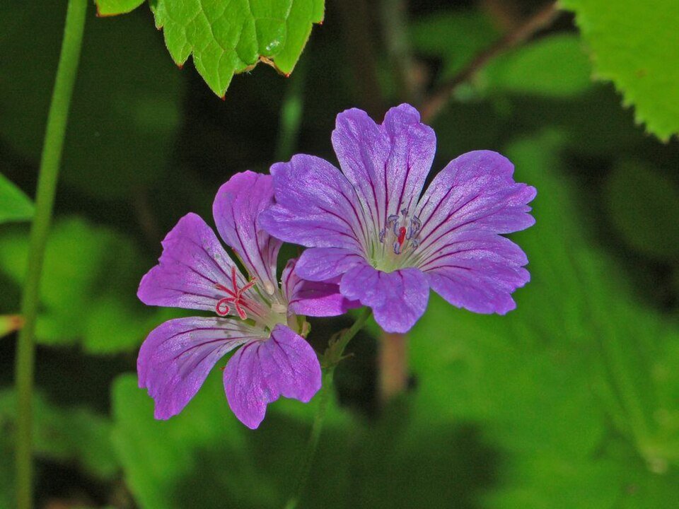 Geranium nodosum paarse bloemen en groene bladeren op houten achtergrond.