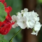 Pelargonium hortorum bloemen in roze en rode kleuren.