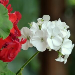 Pelargonium hortorum bloemen in roze en rode kleuren.