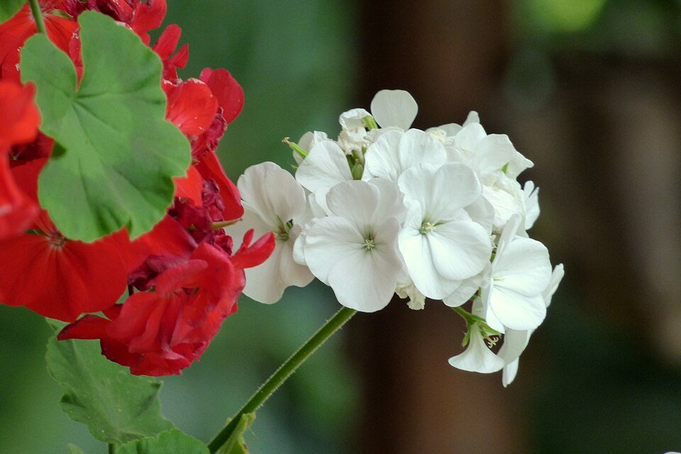 Pelargonium hortorum bloemen in roze en rode kleuren.