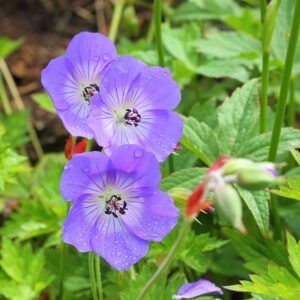 Vivid purple Geranium Rozanne blooming in a garden landscape.