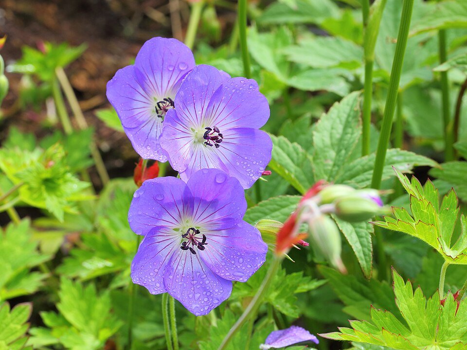 Vivid purple Geranium Rozanne blooming in a garden landscape.
