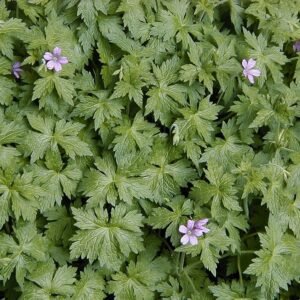 Geranium endressii bloemen in zonnige omgeving.