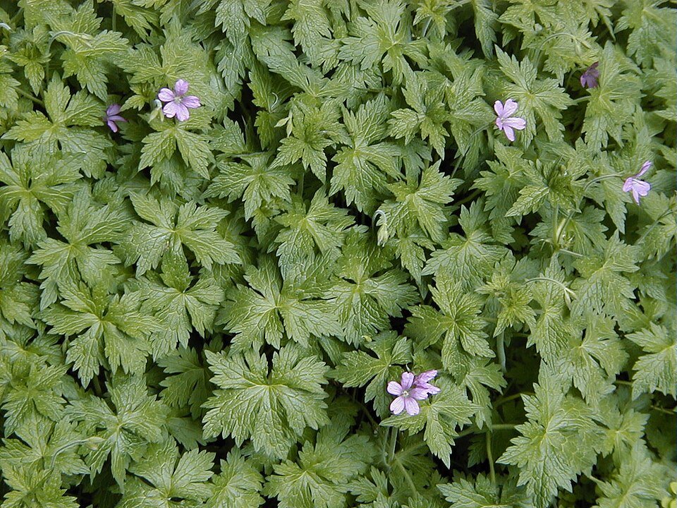 Geranium endressii bloemen in zonnige omgeving.