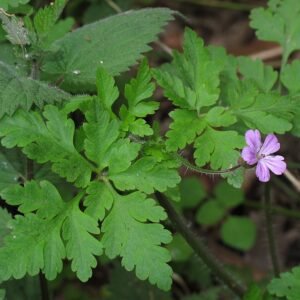 Robertskruid plant met roze bloemen en groene bladeren in halfschaduw.