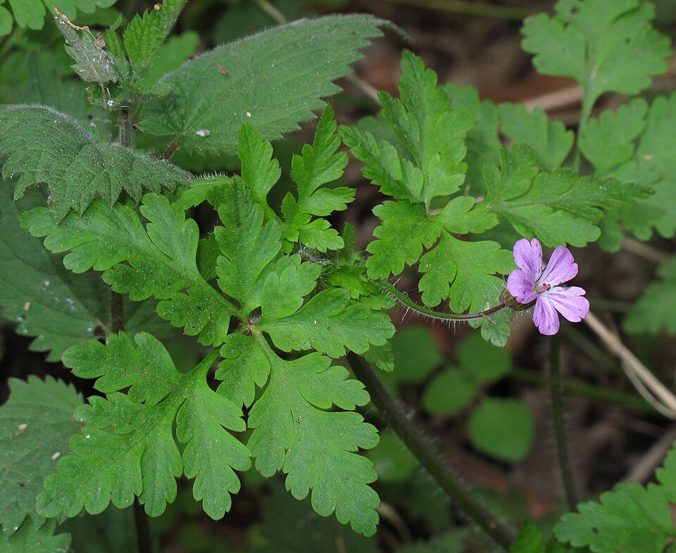 Robertskruid plant met roze bloemen en groene bladeren in halfschaduw.