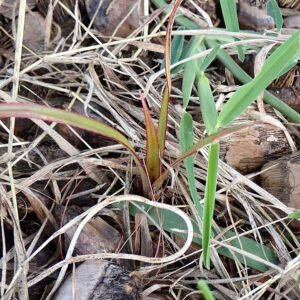 Kiemen van Pandanus utilis in Ishigaki, Okinawa.