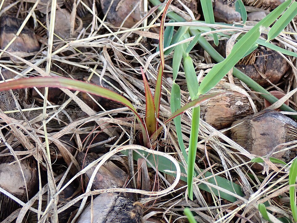 Kiemen van Pandanus utilis in Ishigaki, Okinawa.