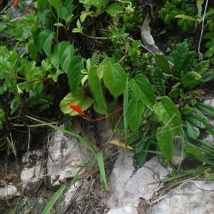 Gesneria bloem in roze en paarse tinten.