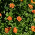 Rode Geum coccineum bloemen met groen blad op onscherpe achtergrond.
