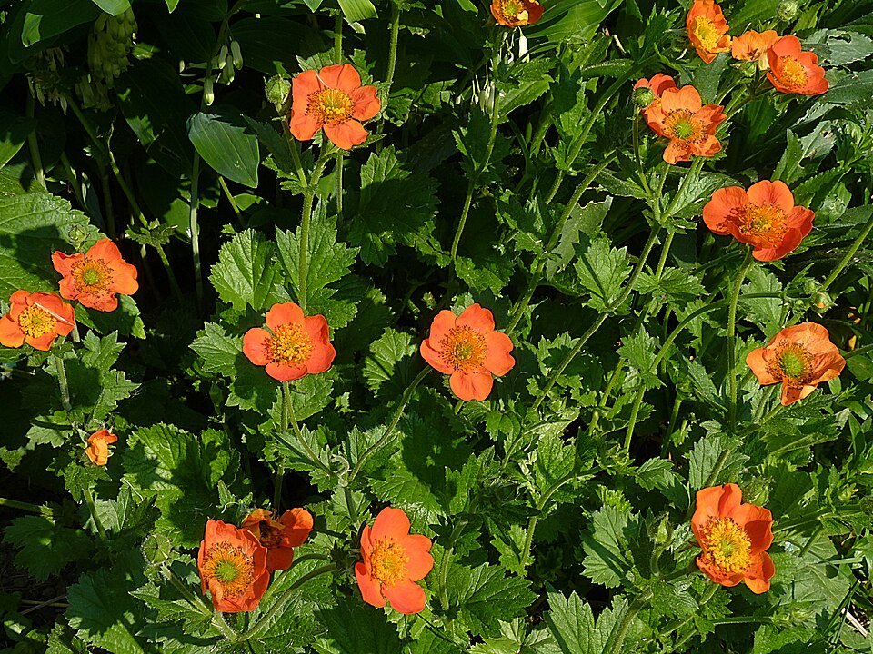 Rode Geum coccineum bloemen met groen blad op onscherpe achtergrond.