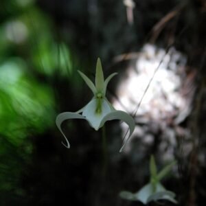 Zeldzame witte Ghost Orchid bloem op donkere achtergrond.