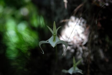 Zeldzame witte Ghost Orchid bloem op donkere achtergrond.