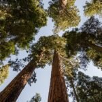 Giant sequoias in Sequoia National Park.