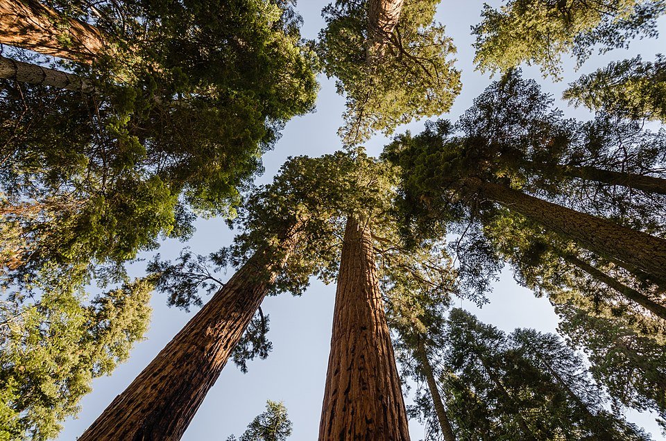 Giant sequoias in Sequoia National Park.