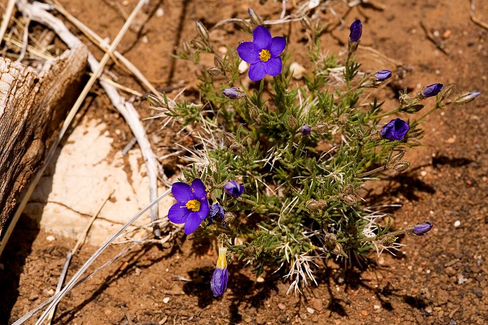 Bloeiende Giliastrum rigidulum plant met witte bloemen en groene bladeren.