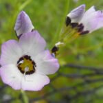 Gilia tricolor bloemen in roze, blauw en wit op groene achtergrond.
