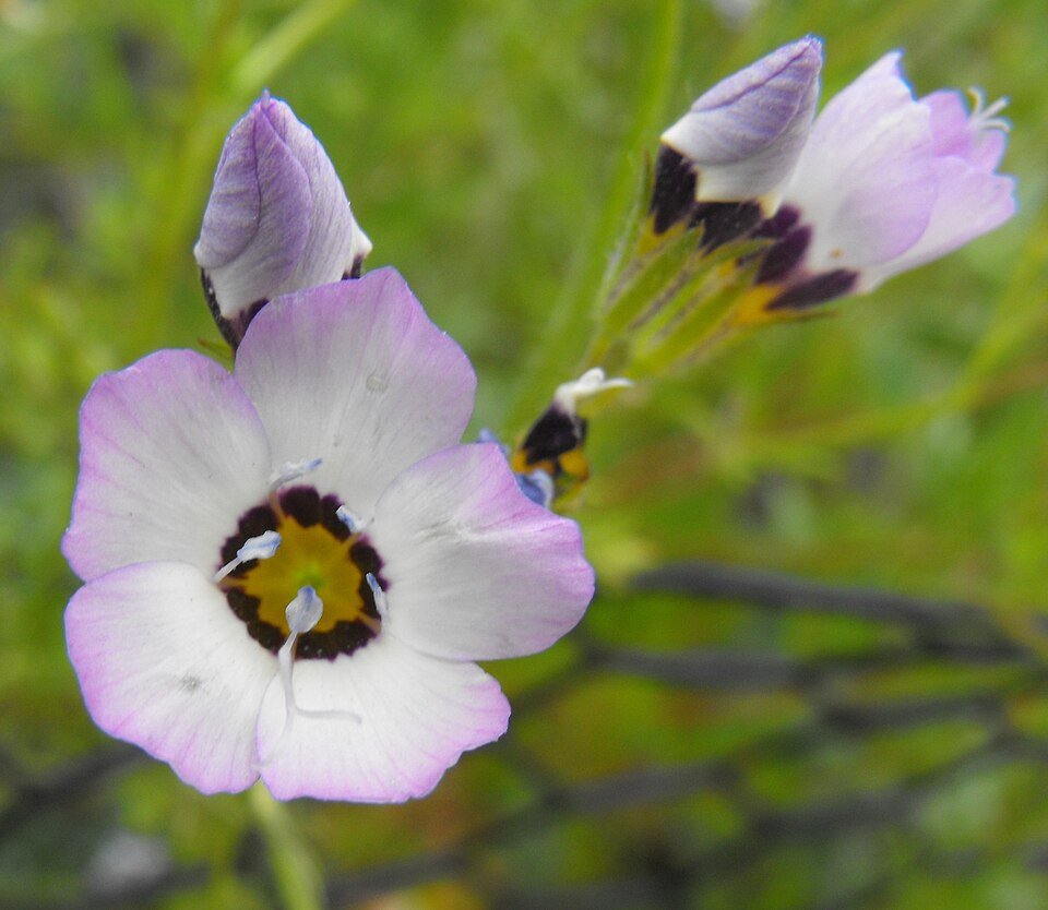 Gilia tricolor bloemen in roze, blauw en wit op groene achtergrond.
