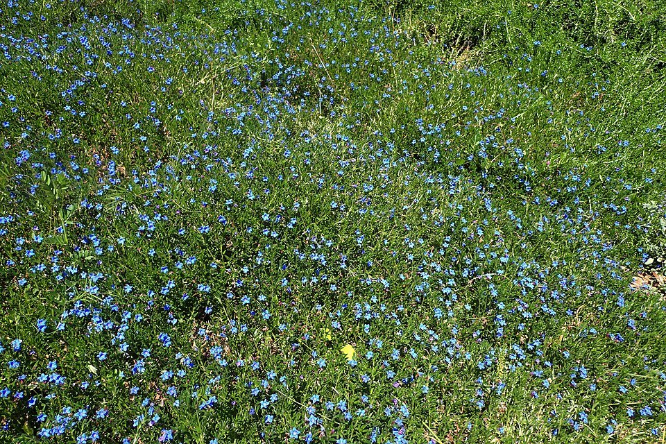 Purple flowers and green leaves of Glandora diffusa 'Grace Ward'.