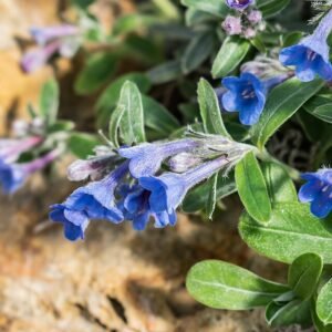Bloeiende Glandora oleifolia plant met gele bloemen en groen blad.