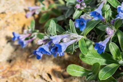 Bloeiende Glandora oleifolia plant met gele bloemen en groen blad.