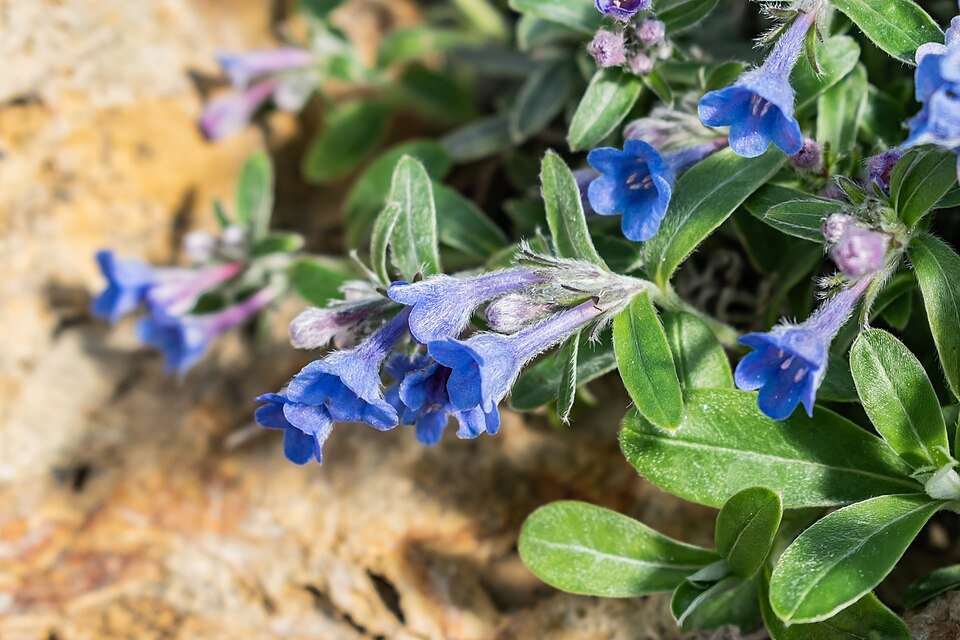 Bloeiende Glandora oleifolia plant met gele bloemen en groen blad.