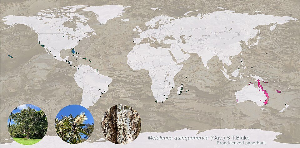 Melaleuca quinquenervia boom met witte schors en blauwe lucht.