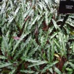Goeppertia rufibarba plant with long, fuzzy green leaves in Kew Gardens.