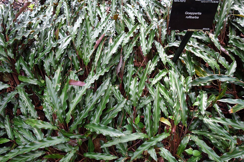Goeppertia rufibarba plant with long, fuzzy green leaves in Kew Gardens.