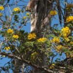 Handroanthus albus bloeiende gele trompetboom tegen heldere lucht.