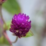 Paarse Gomphrena globosa bloemen in schaduwrijke tuinsetting.