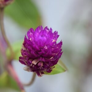 Paarse Gomphrena globosa bloemen in schaduwrijke tuinsetting.