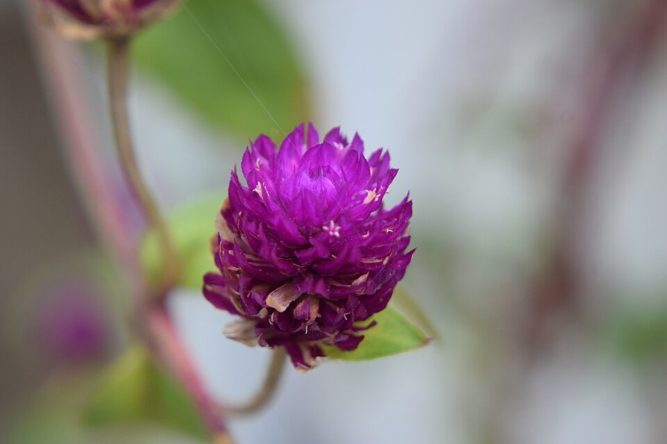Paarse Gomphrena globosa bloemen in schaduwrijke tuinsetting.