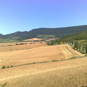 Purple Gongora orchid flower with delicate petals and green leaves.