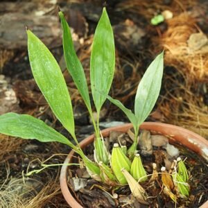 Gongora quinquenervis orchidee met witte bloemen en groene bladeren.