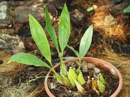 Gongora quinquenervis orchidee met witte bloemen en groene bladeren.