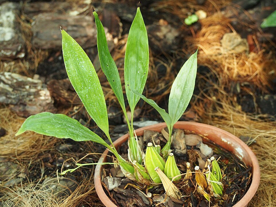 Gongora quinquenervis orchidee met witte bloemen en groene bladeren.