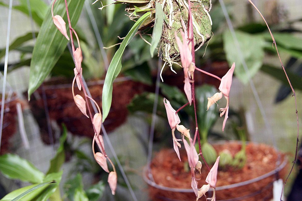 Gongora unicolor orchidee met dieppaarse bloemen en groene bladeren in bloei.