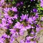 Paarse en witte Scaevola bloemen met groen blad.