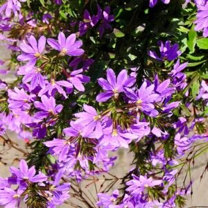 Paarse en witte Scaevola bloemen met groen blad.
