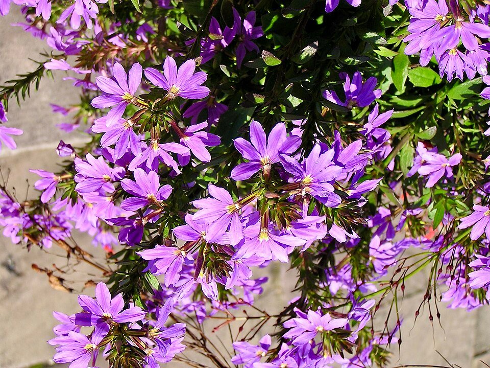 Paarse en witte Scaevola bloemen met groen blad.