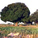 Close-up van groenbladige Ulmus androssowii boomtak met opvallende nerven.