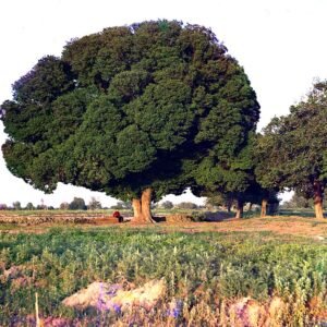 Close-up van groenbladige Ulmus androssowii boomtak met opvallende nerven.